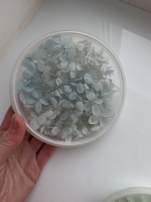 Сухо цвіти гортензії