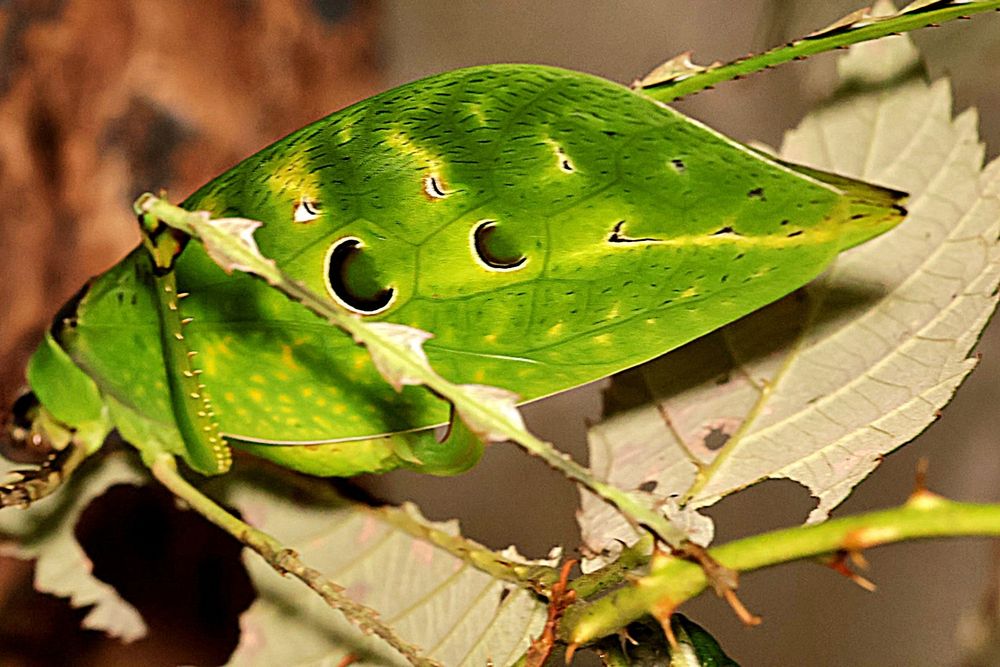 Ancylecha fenestrata