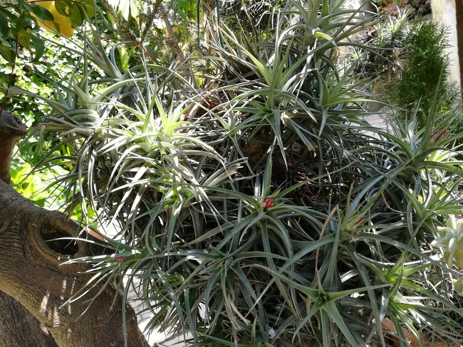 Plantas Aéreas da Madeira