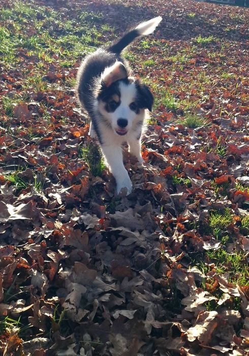 Border collie black white tricolor dziewczynka