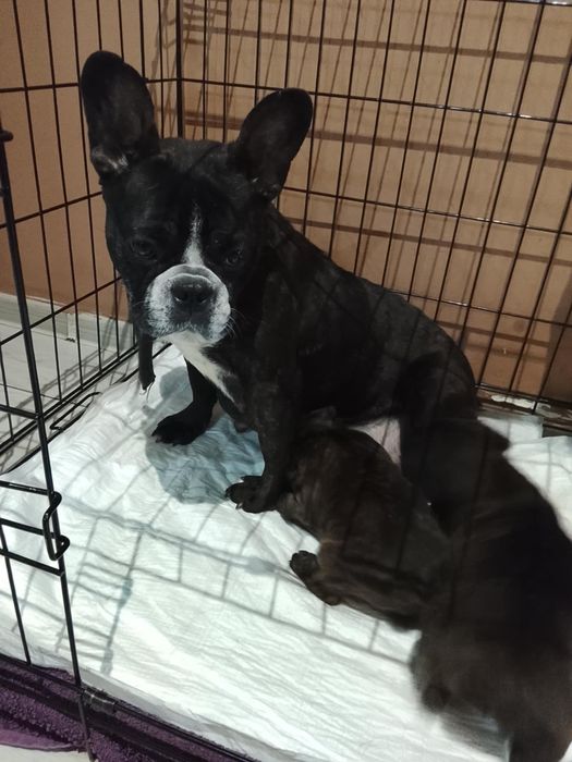 Sprzedam pieska buldog francuski