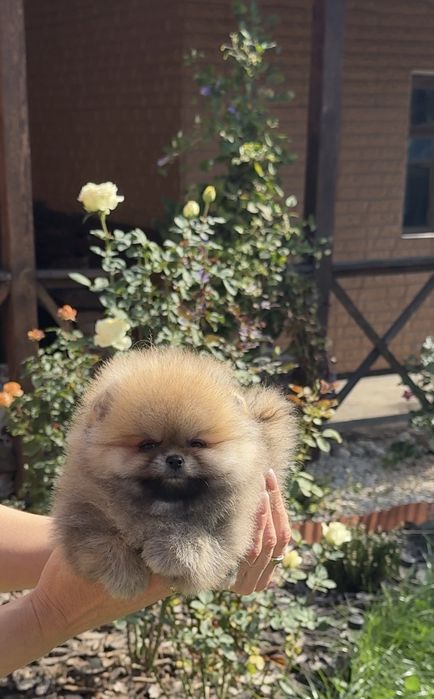 Міні хлопчик Померанського шпіца Teddy!