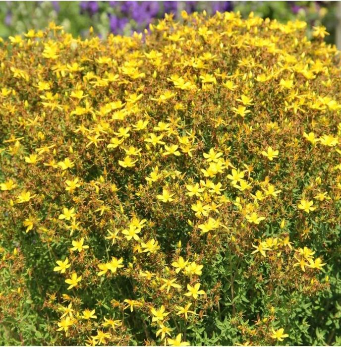 Sprzedam susz dziurawca