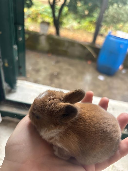 Coelho anão bebé  lindo e meigo