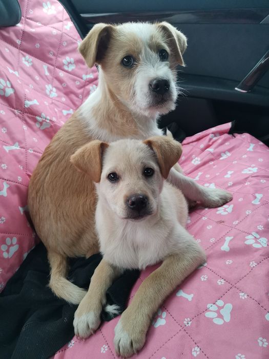 Oddam pieski w dobre ręce