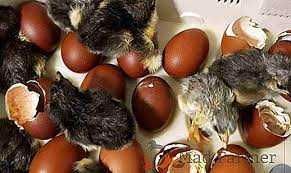 Vendo ovos de raça Maran puros.