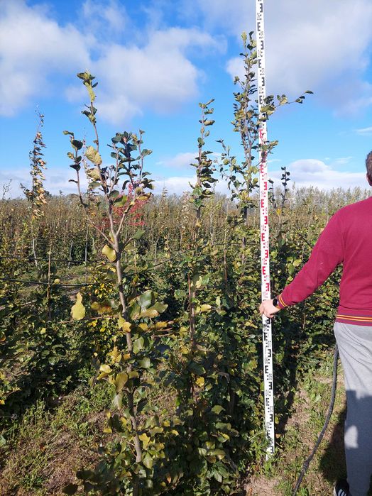 Buk na żywopłot Fagus sylvatica