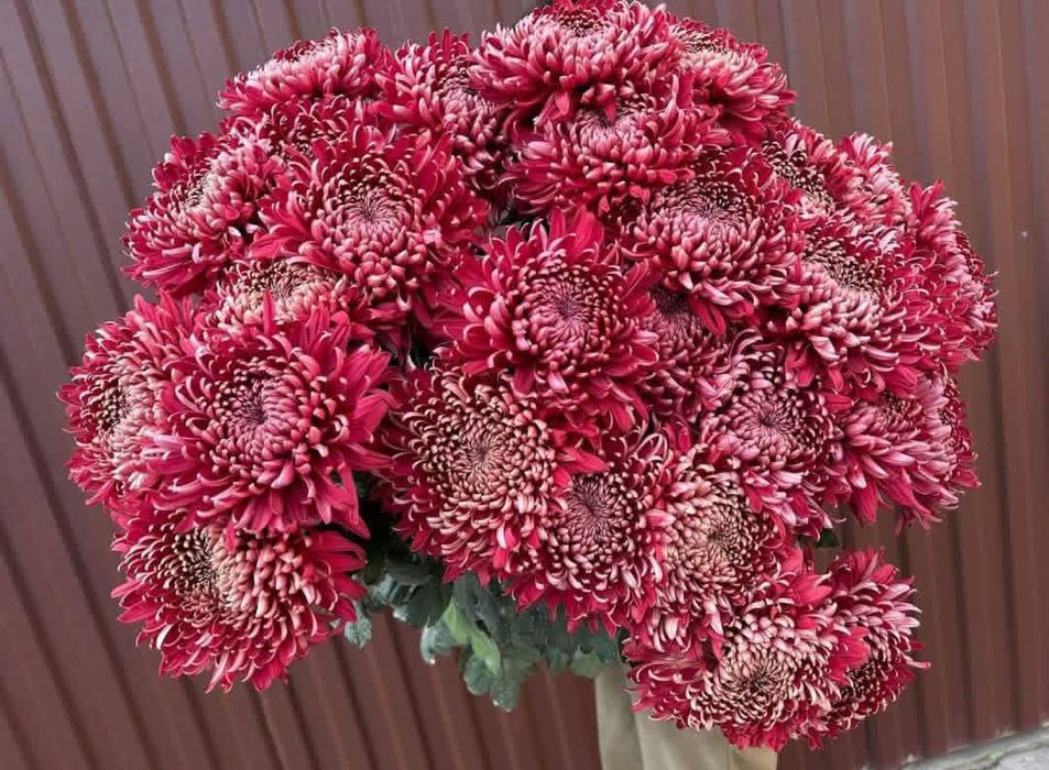 Наборы хризантема