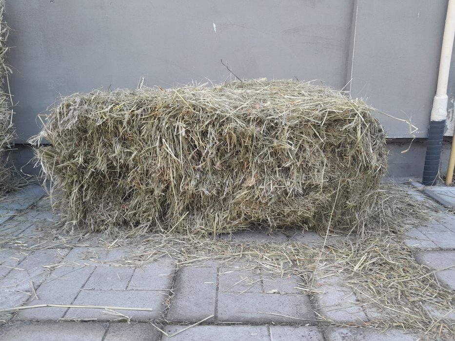 СВІЖАК цього року сіно в тюках та в мішках. Трава суха
