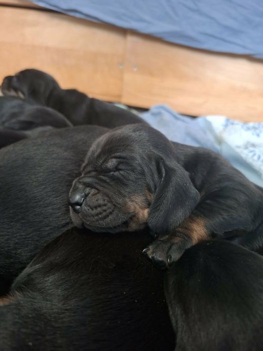 Gończy Polski FCI ZKwP