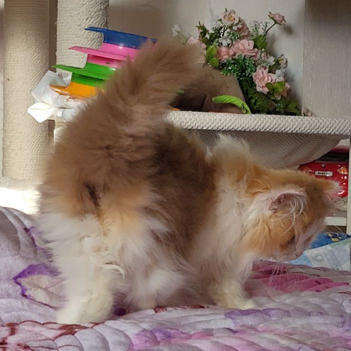 Черепашка цинамонова,очень нежная девочка