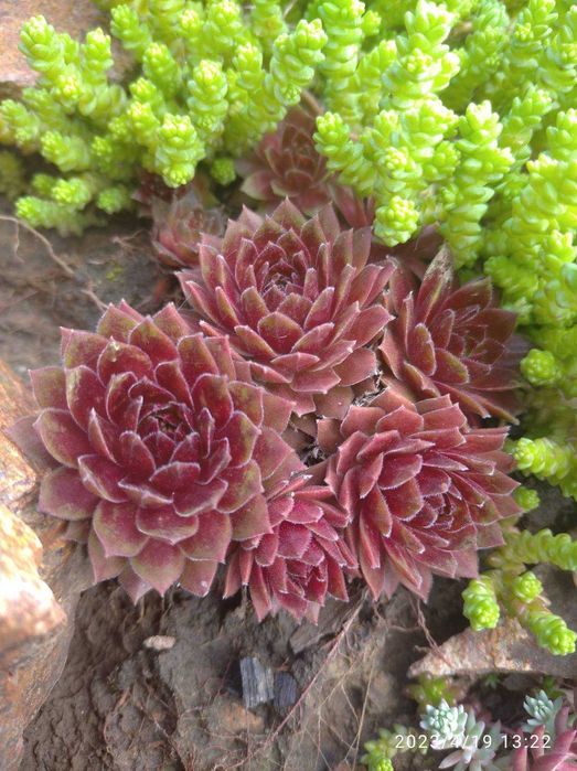 Молодило, семпервівум, сукуленти