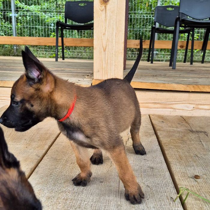 Породні цуценята бельгійської вівчарки малінуа від робочих батьків!