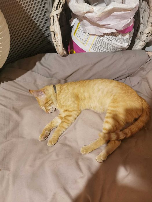 Adoção cão e gato