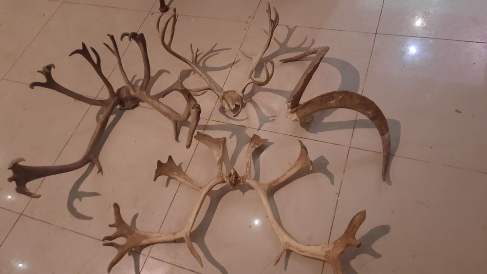 Рога оленя,бизона