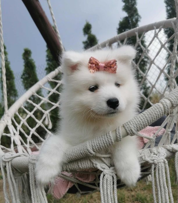 Suczka samojed samoyed szczenię rodowód