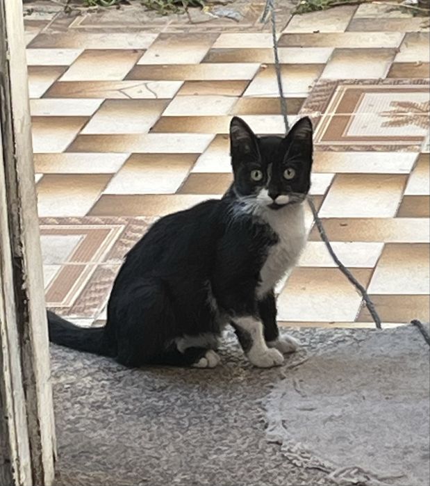Gatinho para adoção responsável