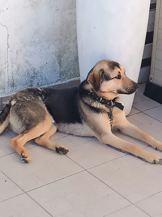 Cão 1ano para adoção