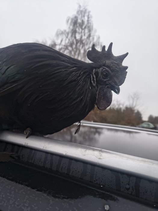 Ayam Cemani pary dorosłe