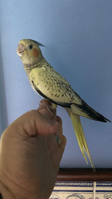 caturra domesticada excional