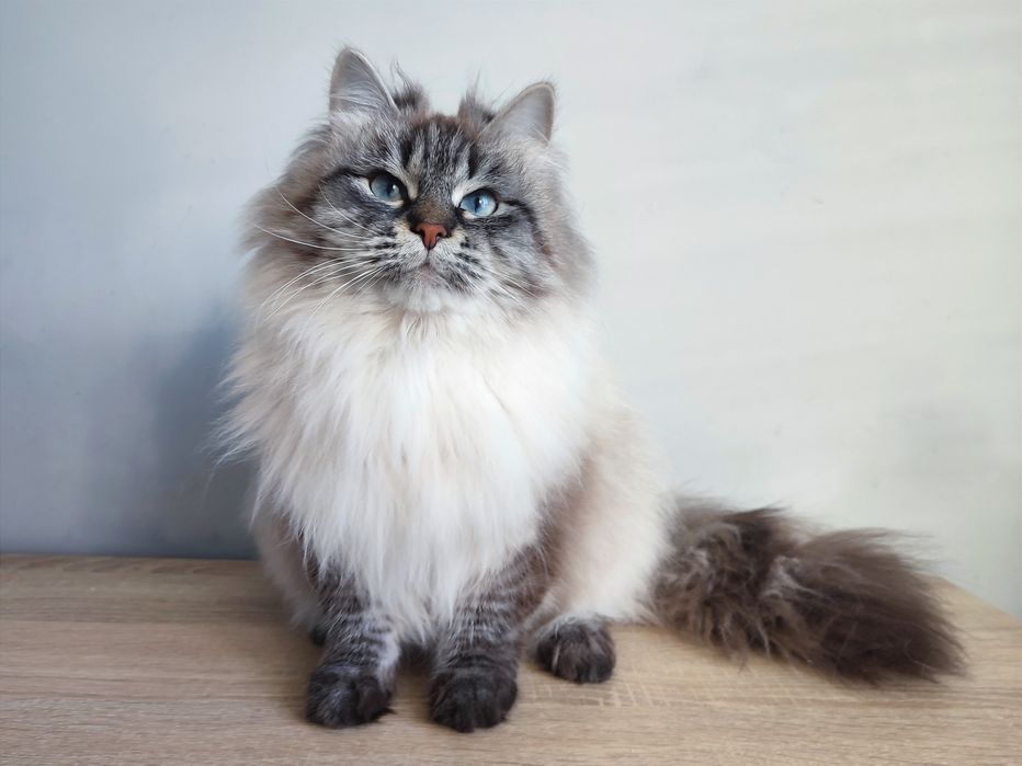 Клубна невська маскарадна кішка шукає сім'ю