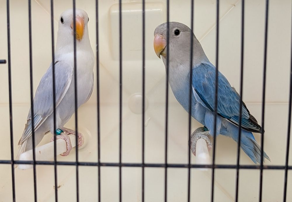 Casal de agapornis Roseicollis com sexagem