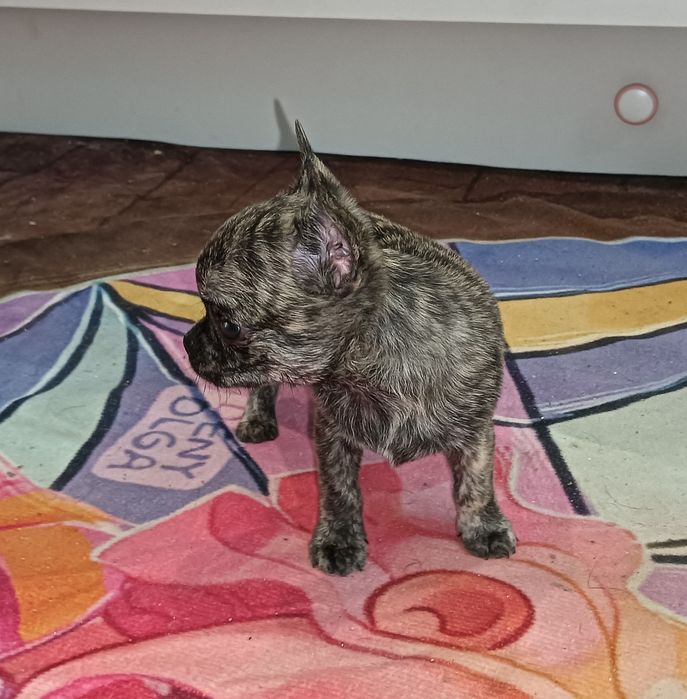 Chihuahua chłopak krótkowłosy