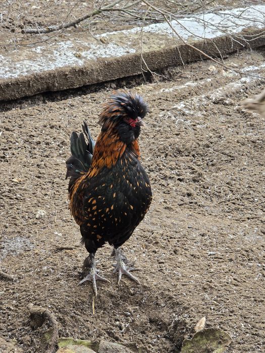 Kogutki ozdobne, dwa karzełki