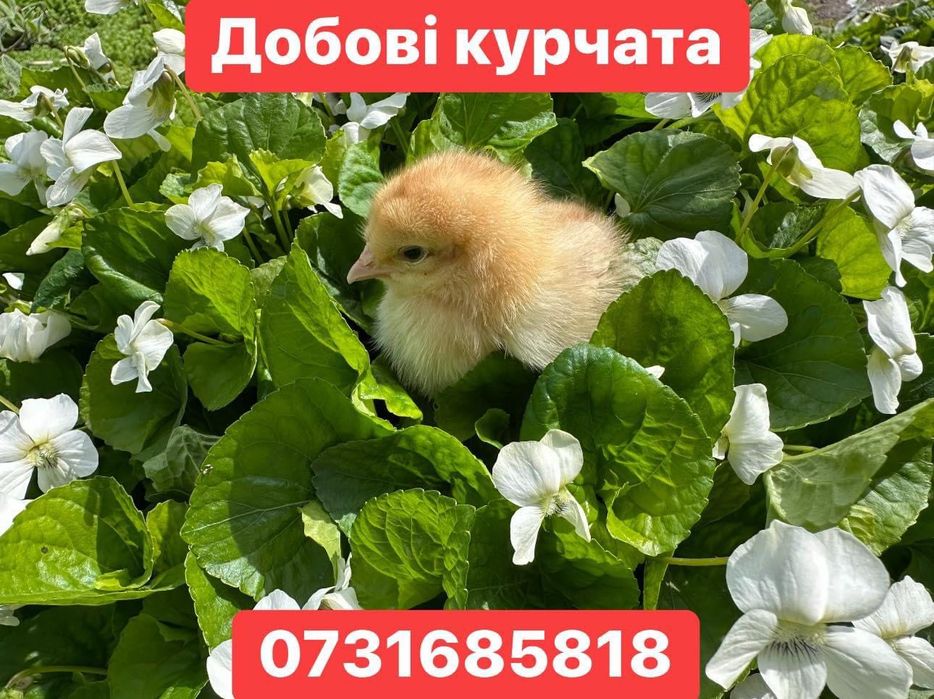 Добові курчата Циплята Несушка Ломан Браун Сенді+Півники Півні Птиця