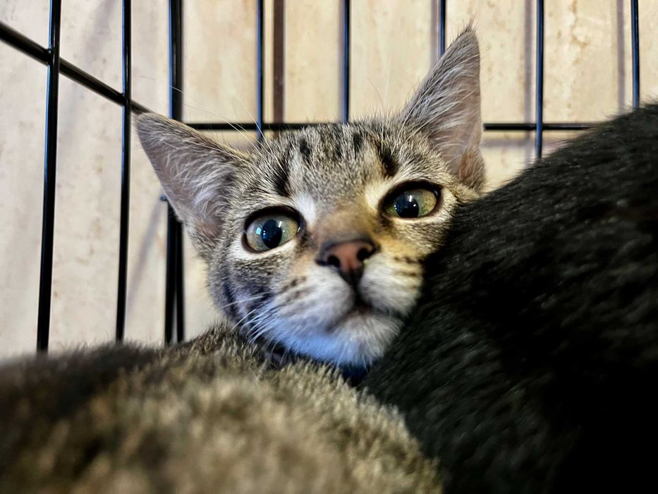 Enid, Wednesday i Pugsley- kocięta do adopcji