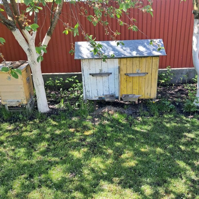 Вулики  українські