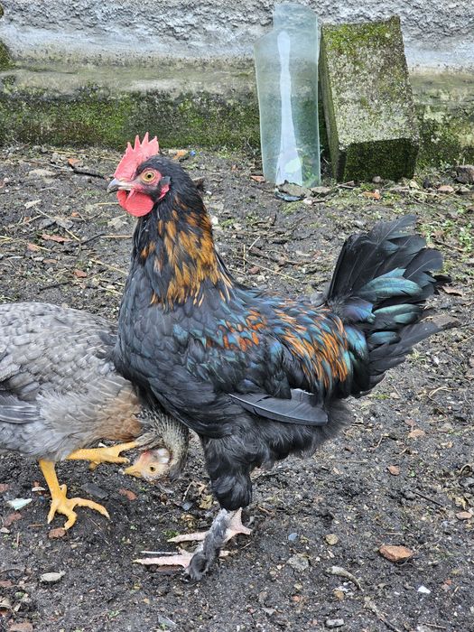 Galos de Raças Puras