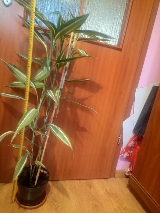 Kwiat - Dracena sandera