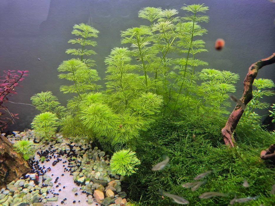 Guppy Fêmea Grávida