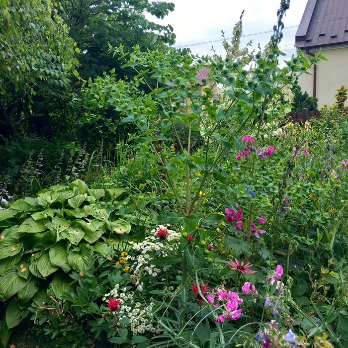 Sadzonki kwiatków i krzewów nadwyżka z ogrodu