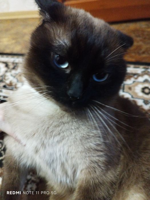 Котик шукає наречену