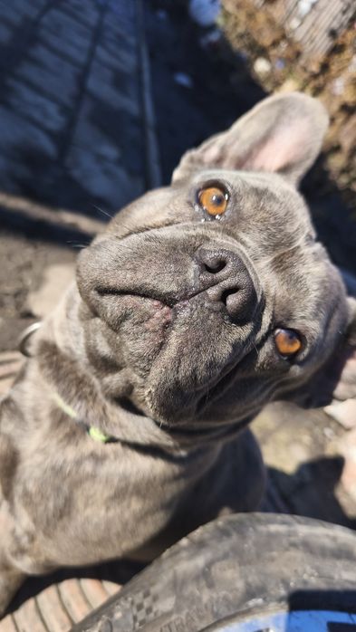 В'язка французький бульдог
