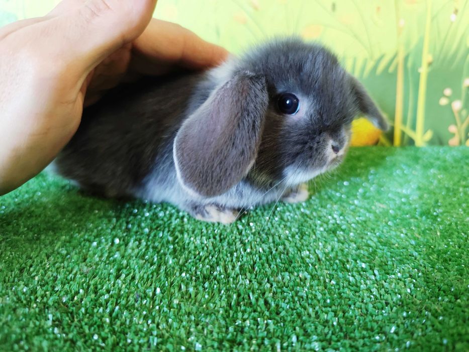 PIĘKNY Mini Lop BLU Podbielany Karzełek Niderlandzki Niebieski  miniaturka  , Mini Rex