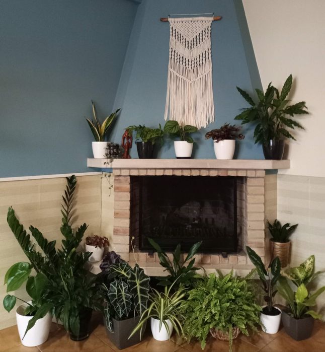 Plantas de exterior e interior