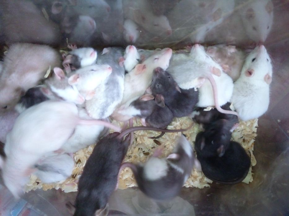 Декоративные цветные крыски