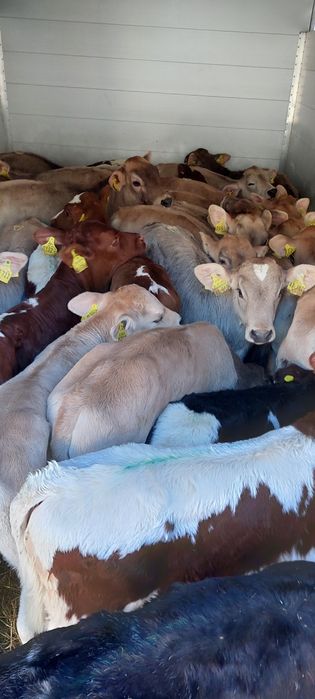 Byczki mięsne Koronowola