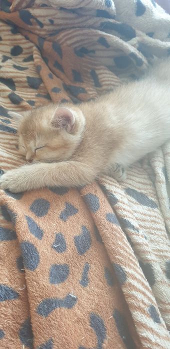 Продаються котенята , Британська шиншила золотиста