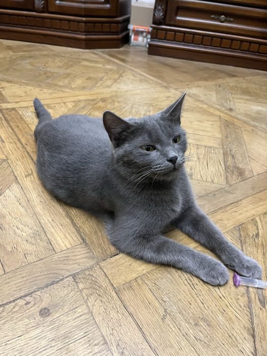 Розумниця Димуся