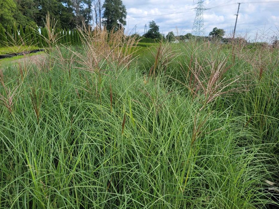 BERBERYS , Trawy tuje szkółka ŁABISZYN