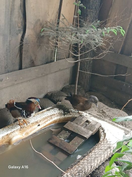 Продам качок дорослі