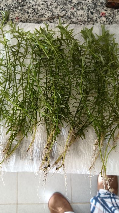 Plantas de Aquario
