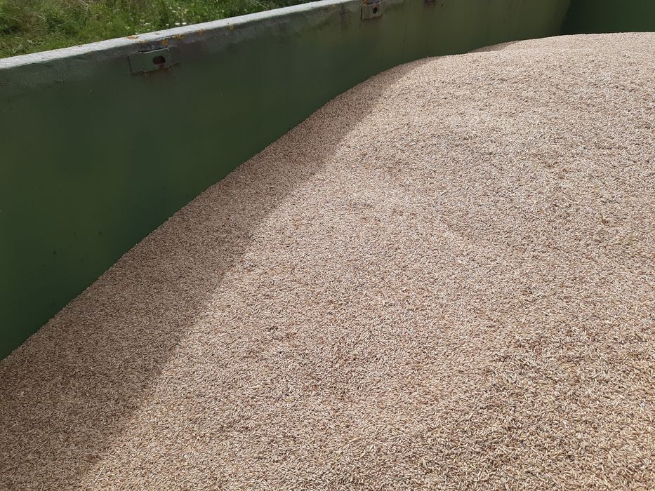 Owies bezłuskowy nagi