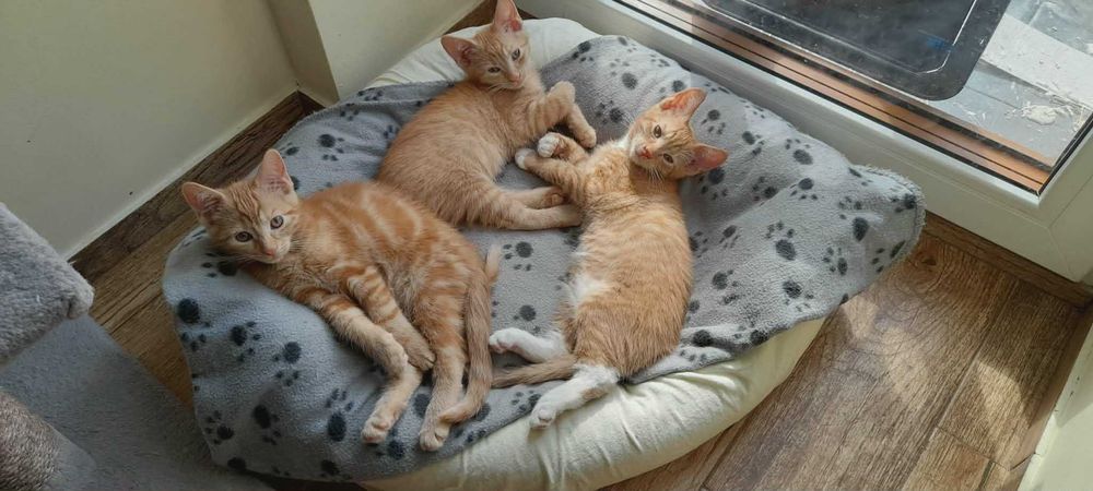 3 m. rude kotki do adopcji.