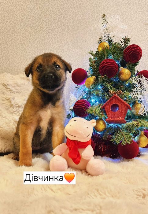 Цуценята шукають дім