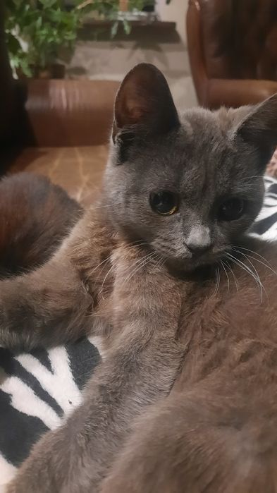 Віддам у добрі руки